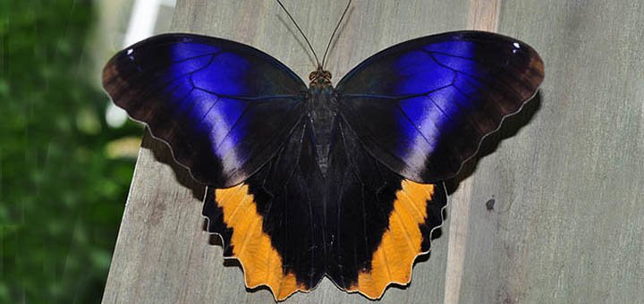 Киевская выставка живых бабочек и других насекомых акции