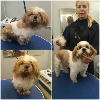 Grooming and grooming of dogs in the studio «Best dog». Call for a discount