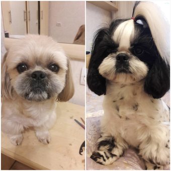 Grooming and grooming of dogs in the studio «Best dog». Call for a discount