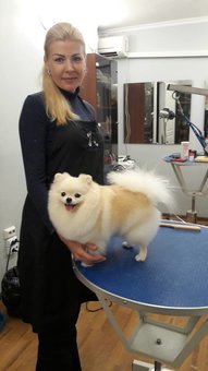 Grooming and grooming of dogs in the studio «Best dog». Call for a discount