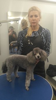 Grooming and grooming of dogs in the studio «Best dog». Call for a discount