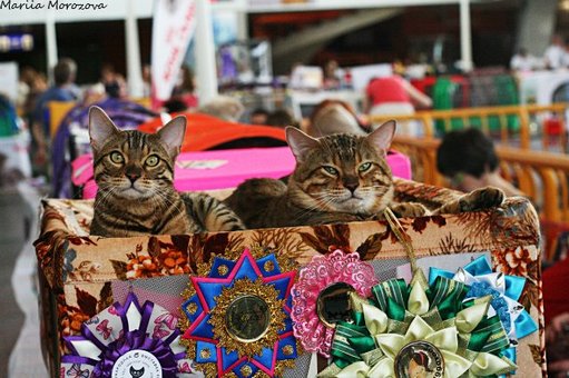 Бенгальські кошенята у розпліднику «A-DesaDiamond» в Одесі. Купуйте бенгалів за акцією.18