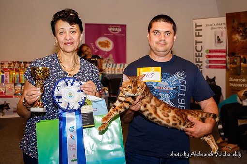 Бенгальські кошенята у розпліднику «A-DesaDiamond» в Одесі. Купуйте бенгалів за акцією.22