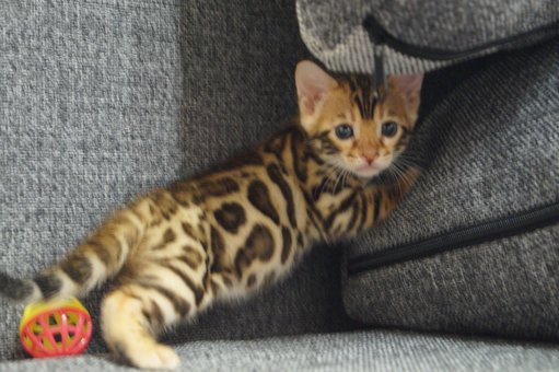 Purebred Bengal kittens in the Odessa cattery ADesaDiamond with delivery across Ukraine. Buy at a discount.36