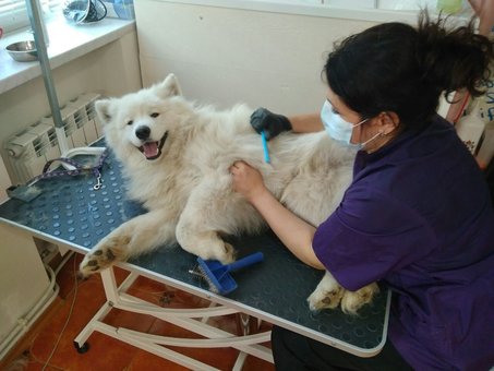 Стрижки собак в грумінг салоні «pet club» в києві. записуйте вихованця по знижці.