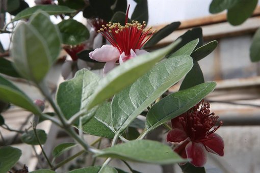 Indoor feijoa in the online store of exotic plants "Tropikanka" in Kiev for a promotion