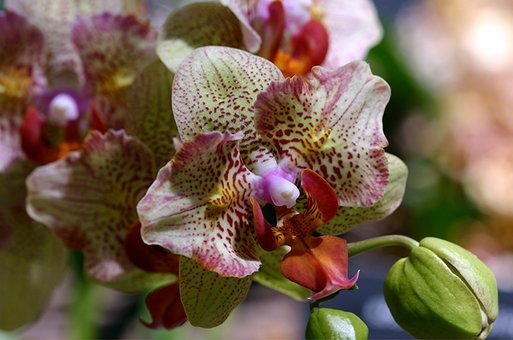 Орхідеї елітних сортів в інтернет-магазині «Квітка» у Дніпрі. Купуйте за акцією.