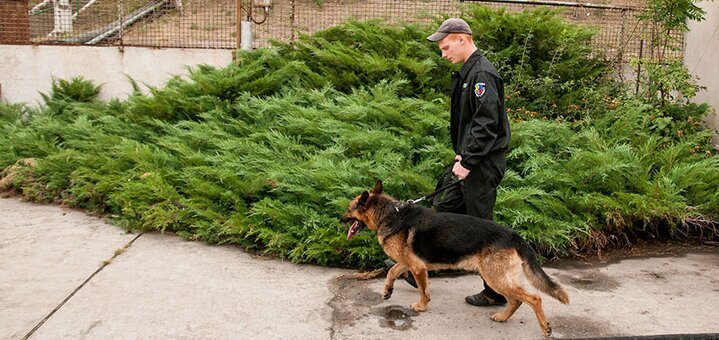 Услуги кинолога от компании Вето по акции
