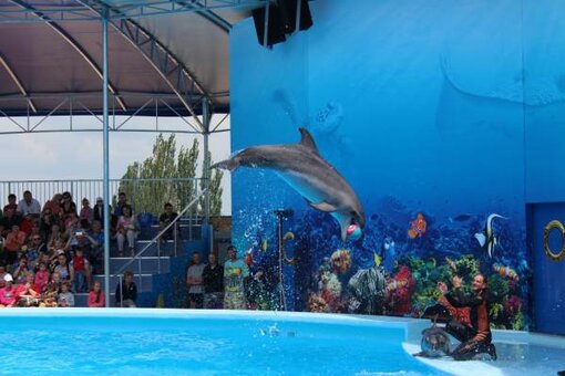 Low prices dolphinarium &quot;oscar&quot; genichensk