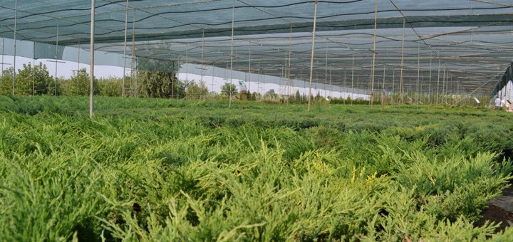 Скидки на деревья, кустарники, вьющиеся лианы, травянистые растения