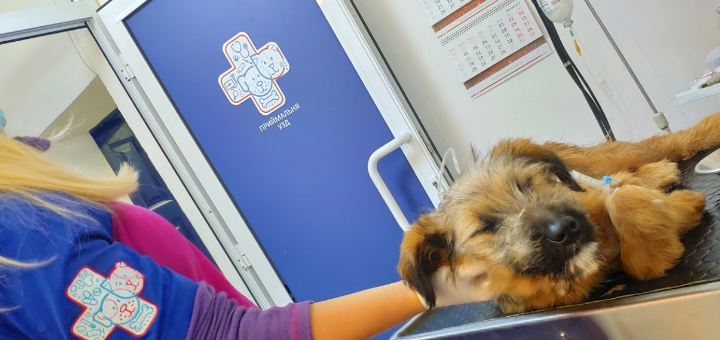Veterinary clinic vetdopomoga in sumy