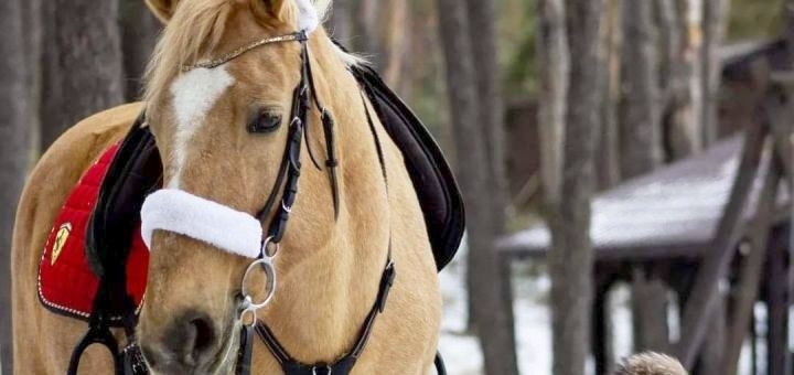 Кінний клуб Golden horse у Харкові