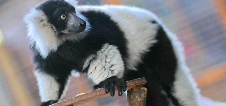 «Animal Park» виховує доброту і турботу. Знижка на відвідування