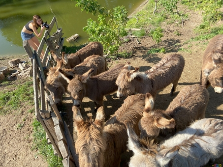 Osloff donkey farm near Kiev, donkey against the sky