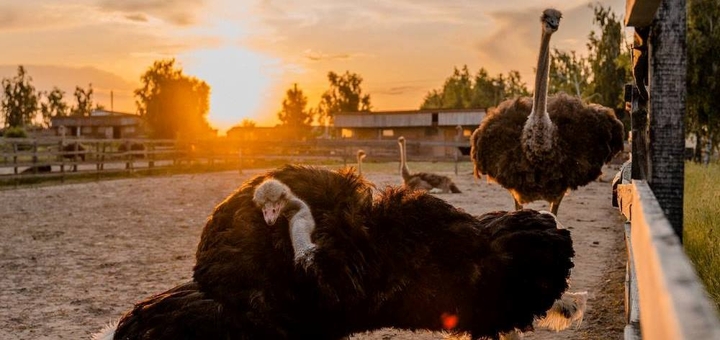 Yasnogorodka Family Ecopark. Ostrich farm