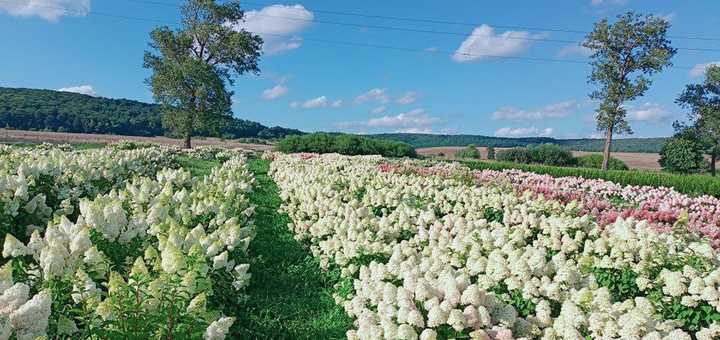 Kazkov Fields Flower Park. Visit for promotion 48