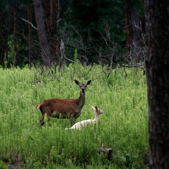 Beremitskoe Nature Park. Visit with the discount 53