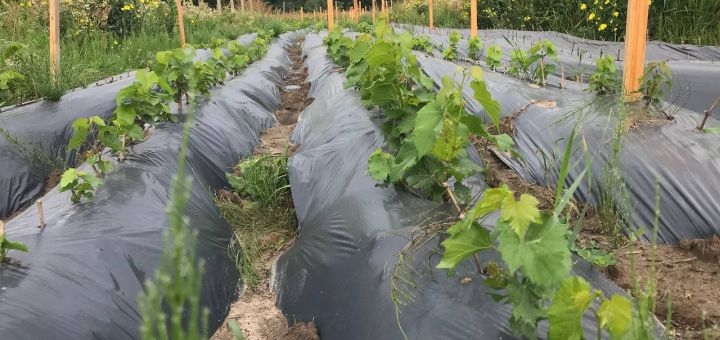 Berezhnyi Winery near Kyiv