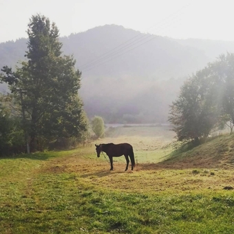 Shenkel Equestrian Club. Visit with a special offer of 7
