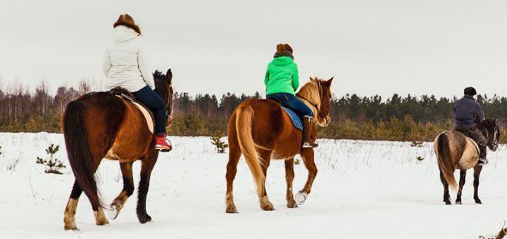 Discounts in the horse yard &quot;horse&quot; 1