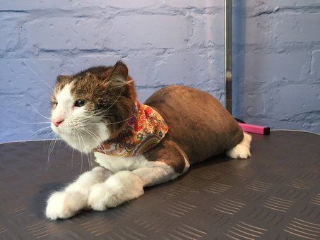 Стрижка котів в грумінг салоні «dog city» в києві. сплачуйте грумінг послуги акцією.