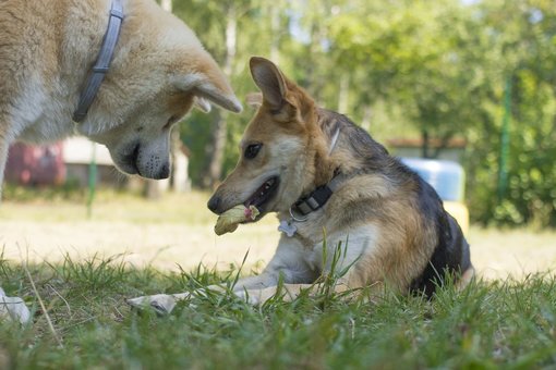 Садок для собак «dog city» в києві. сплачуйте абонемент по знижці.